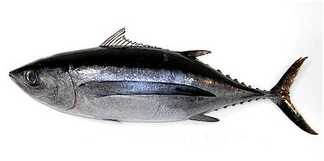 ALBACORE TUNA.PNG